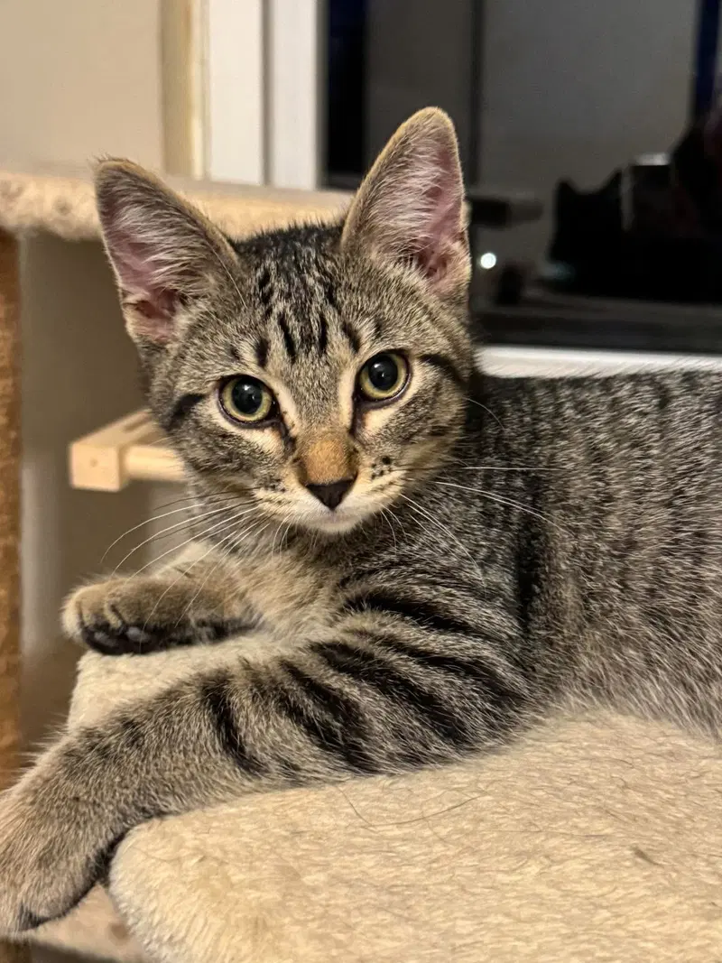 Diesel, a male Tabby kitten up for adoption