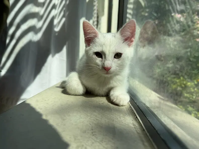 Nova, a female kitten up for adoption
