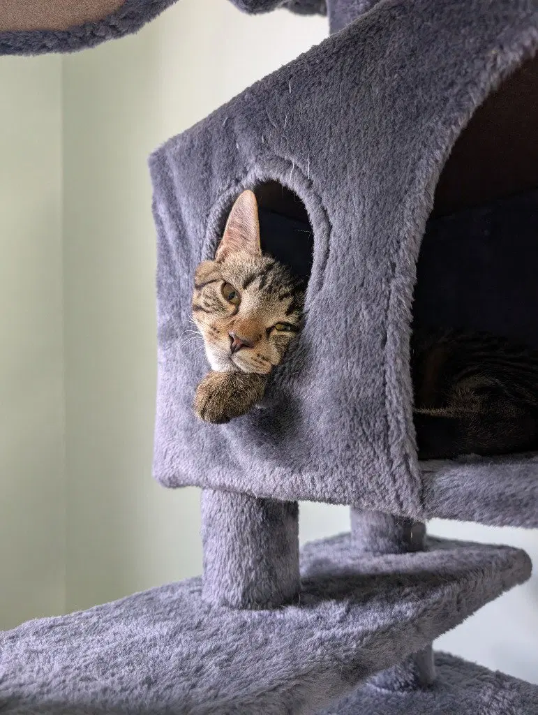 Potato, a young female cat up for adoption