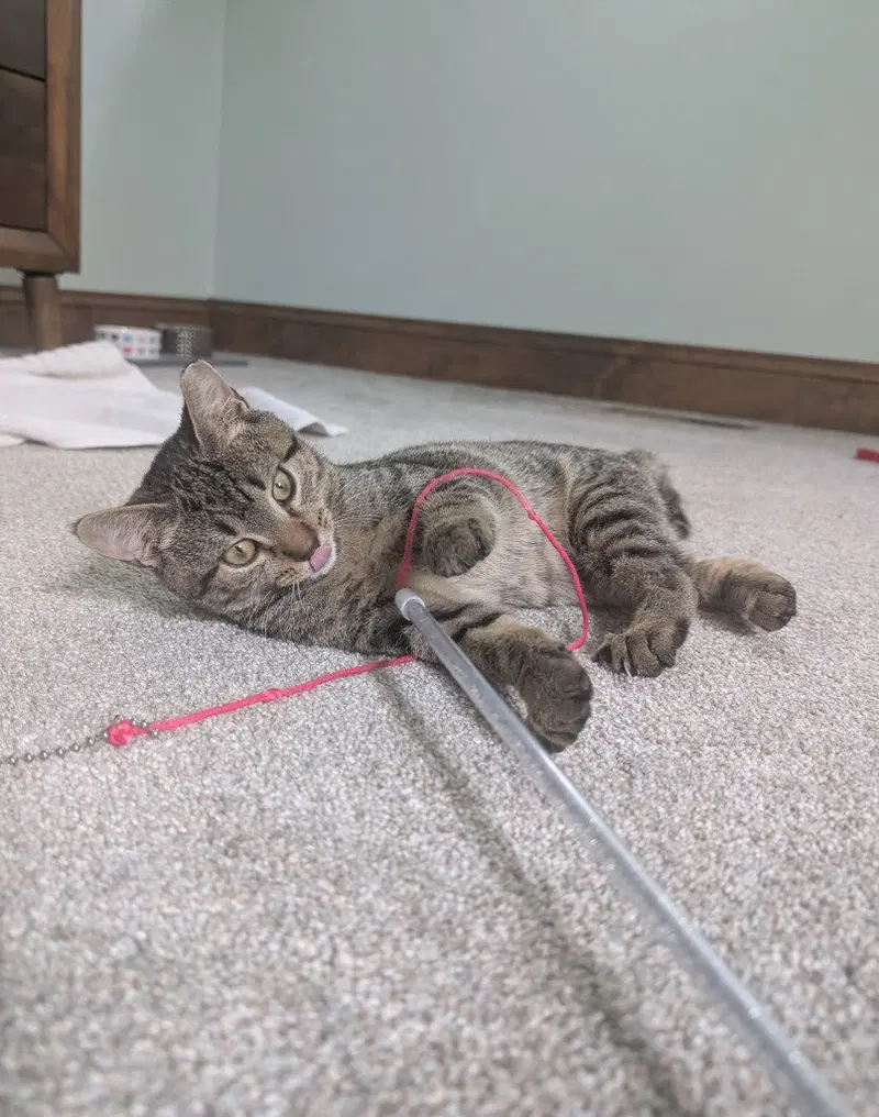 Chicken, a young female cat up for adoption