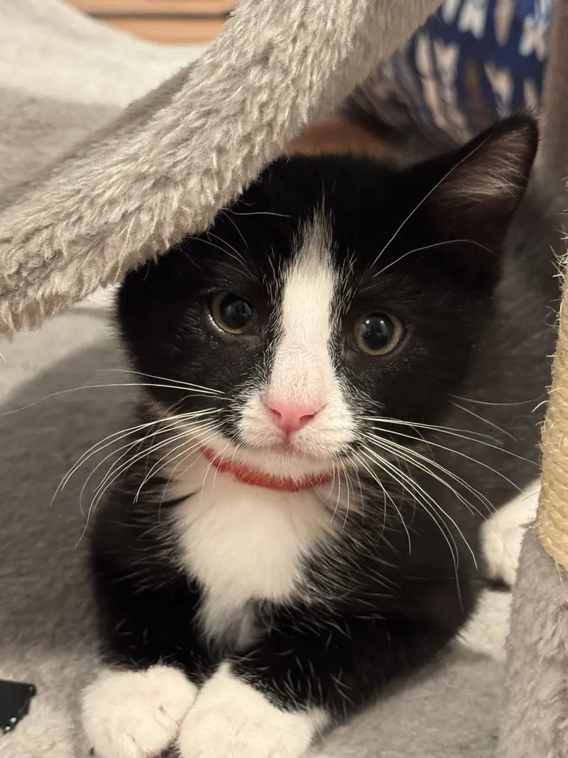 Mario, a male Tuxedo kitten up for adoption