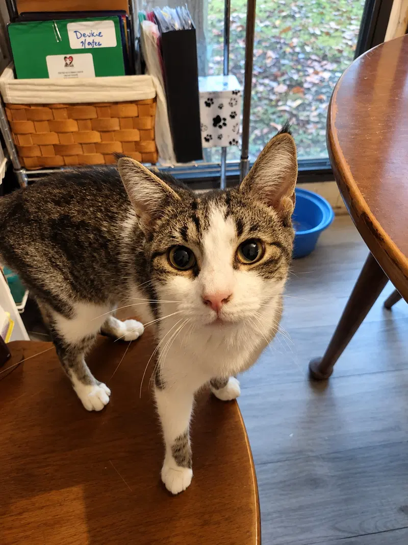 Frannie, a young female cat up for adoption