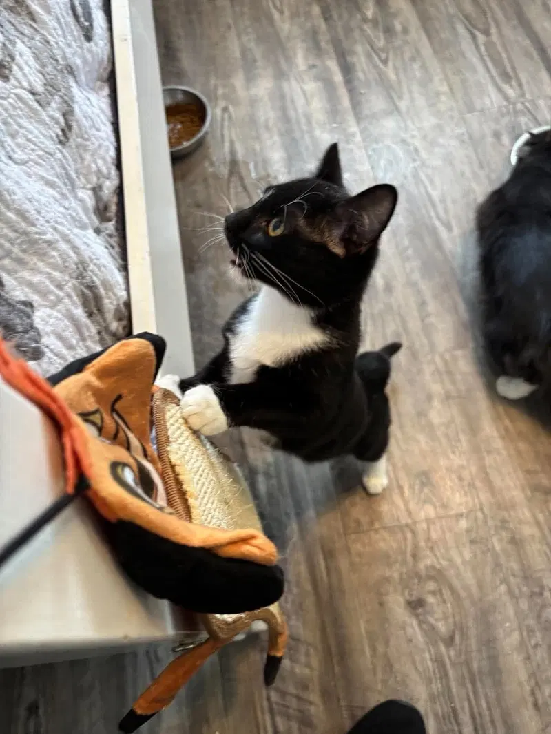 Poppy-Not at the Shelter, a young female cat up for adoption