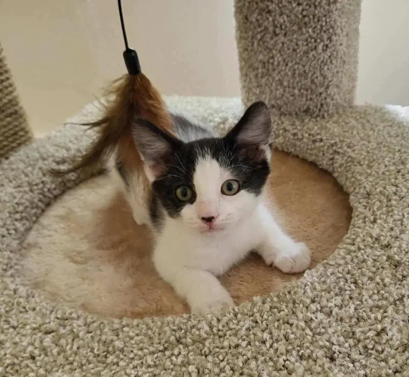 Pepper, a young male cat up for adoption