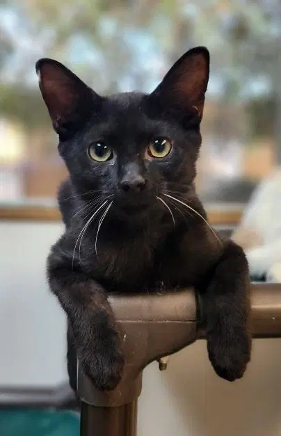 Turbo, a young male cat up for adoption