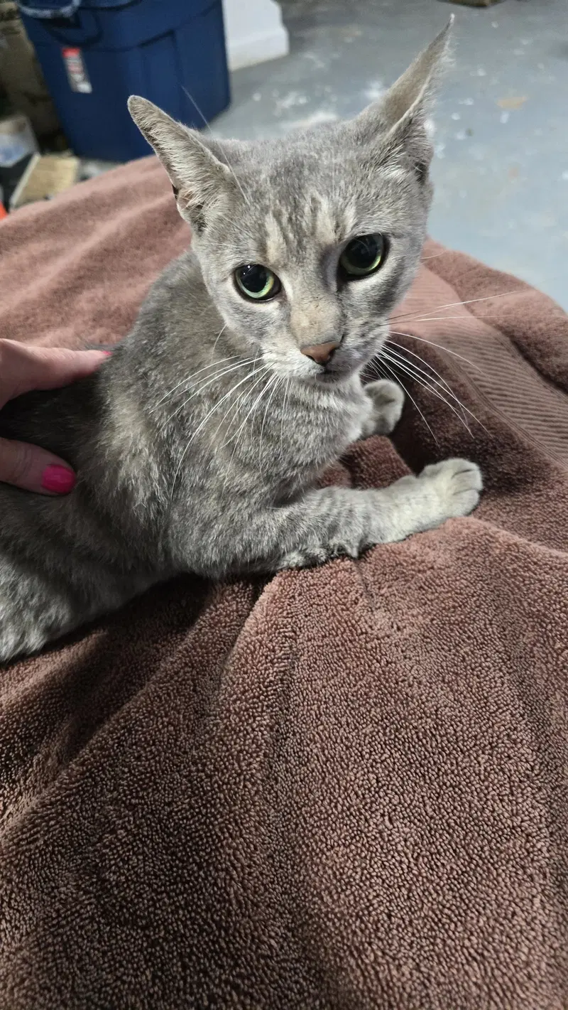 Arielle, a young American Shorthair cat up for adoption