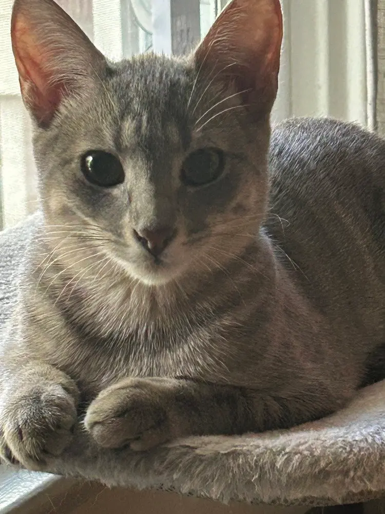 Freya, a female kitten up for adoption