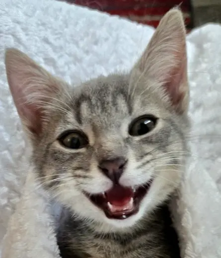 Freya, photo 2