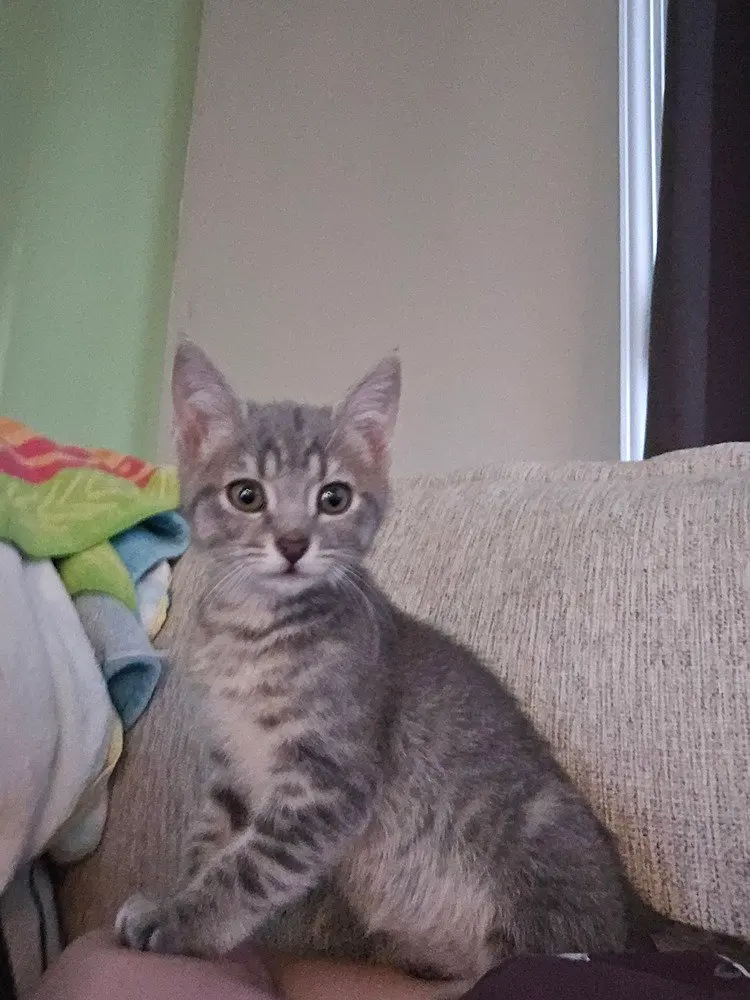 Freya, photo 3