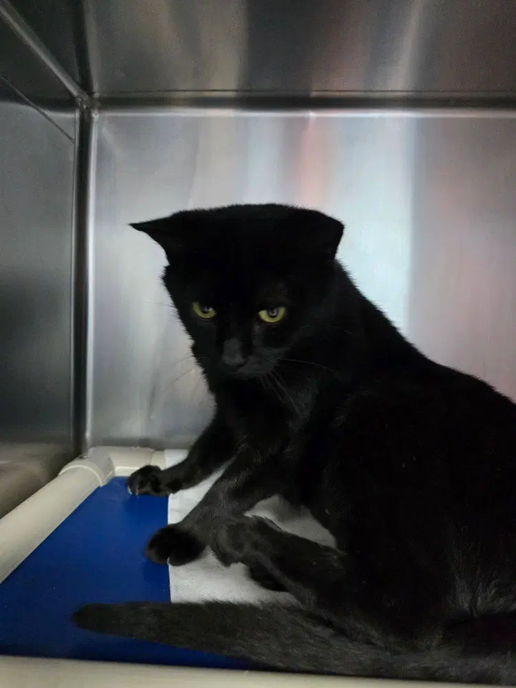 Lizzie, an adult female cat up for adoption
