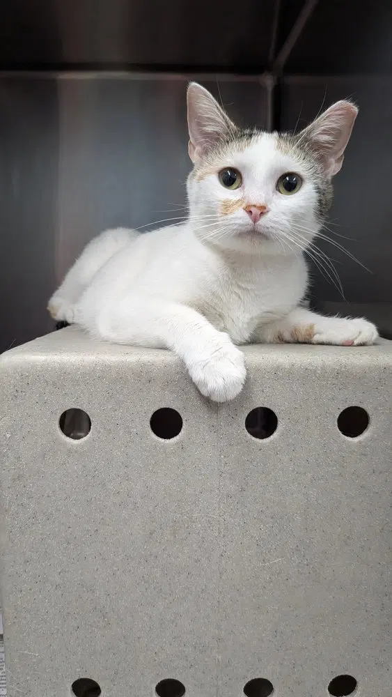 Goober, an adult female cat up for adoption
