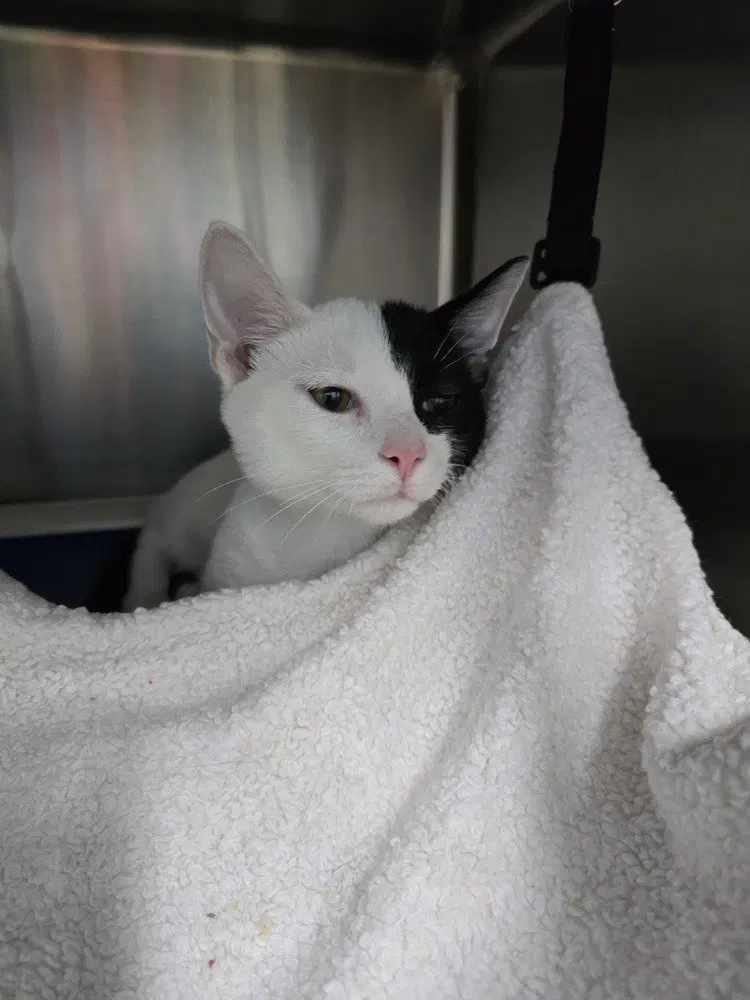 Jack Sparrow, a young male cat up for adoption
