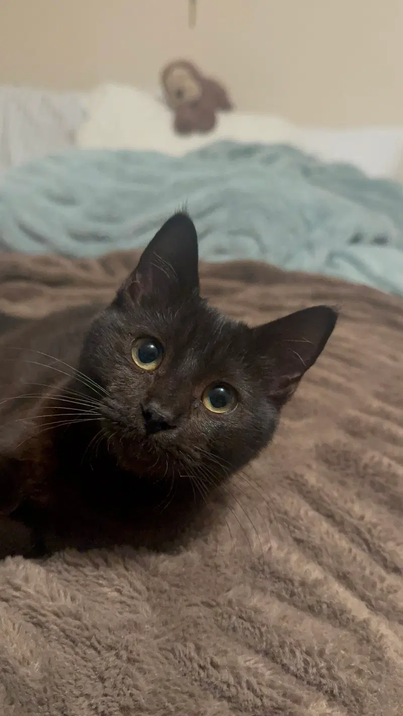 Abracadabra, a young female cat up for adoption