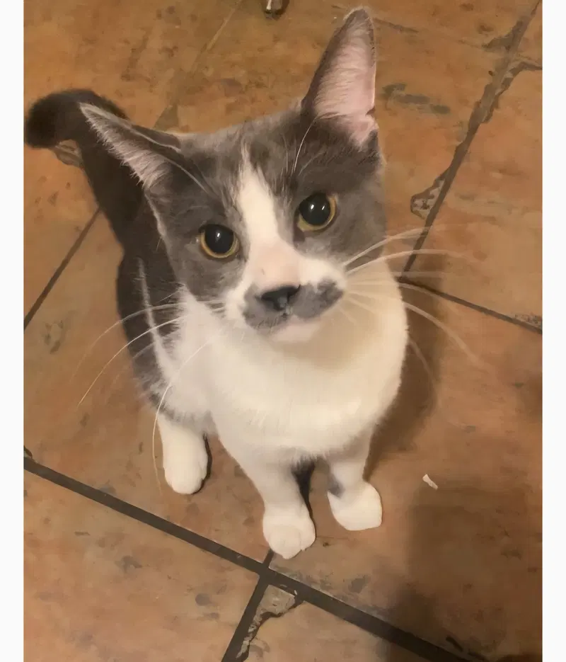 Mustafa, a young American Shorthair cat up for adoption