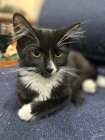 Butternut, Pumpkin, Potato, a young American Shorthair cat up for adoption
