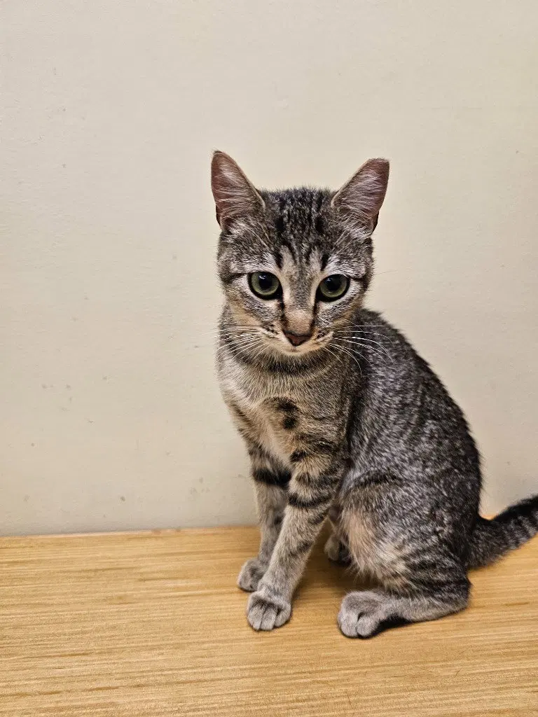 Gretel, a young female cat up for adoption