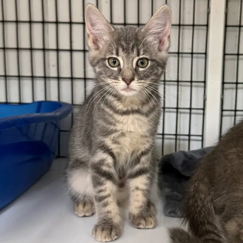 Princess, a female kitten up for adoption