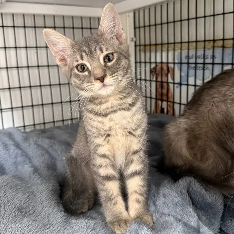 Prince, a male kitten up for adoption