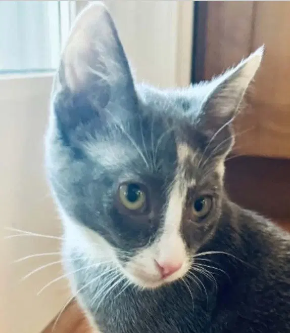 Anna, a female kitten up for adoption