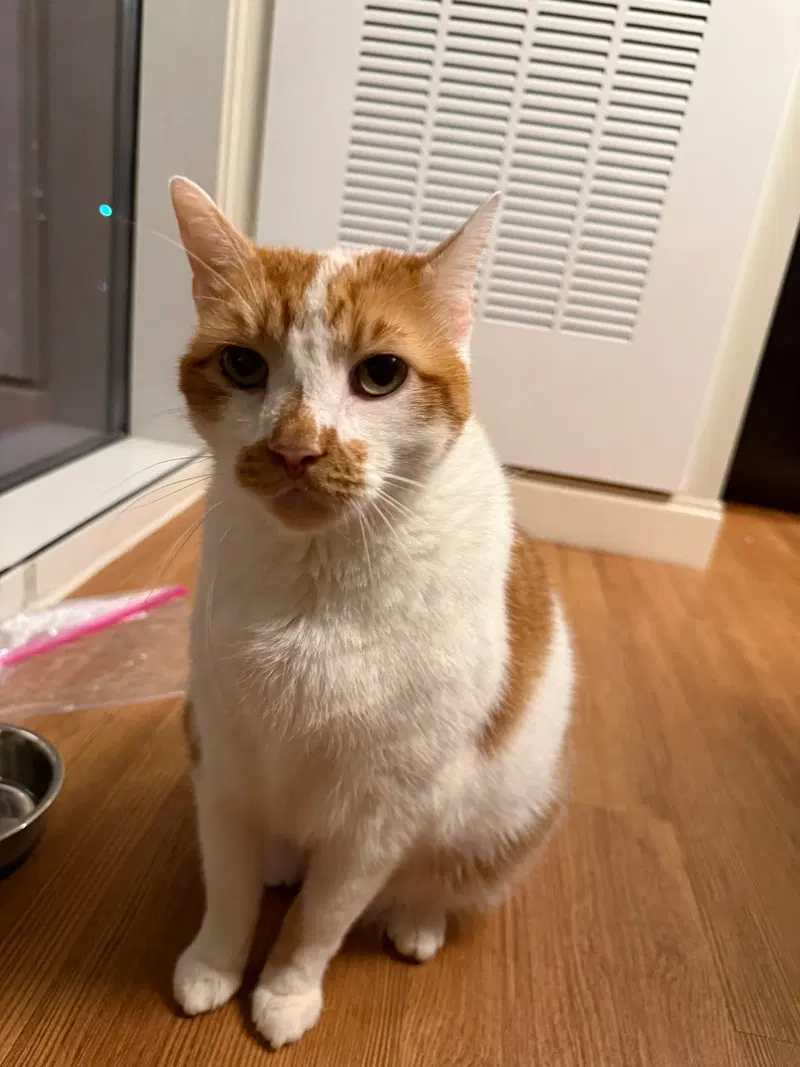 Snickers, an adult male cat up for adoption