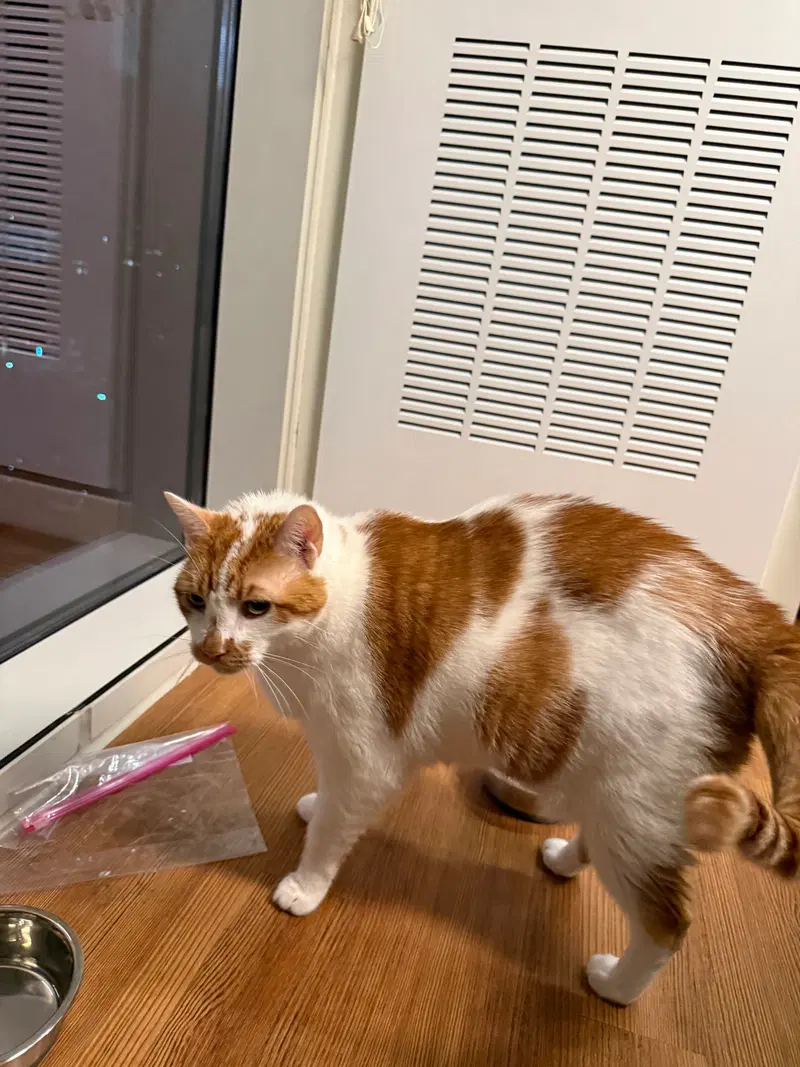 Snickers, photo 2