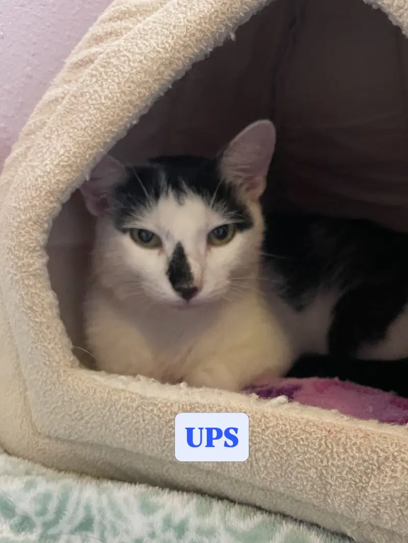 Ups, a young male cat up for adoption