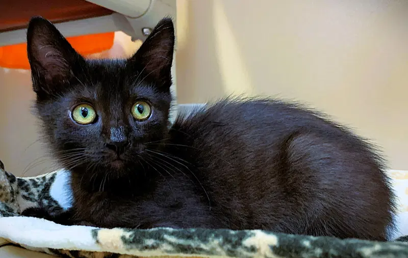 Kitten Atlas, a male kitten up for adoption