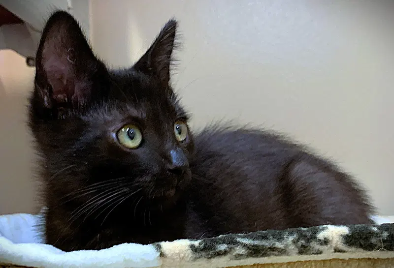 Kitten Atlas, photo 2