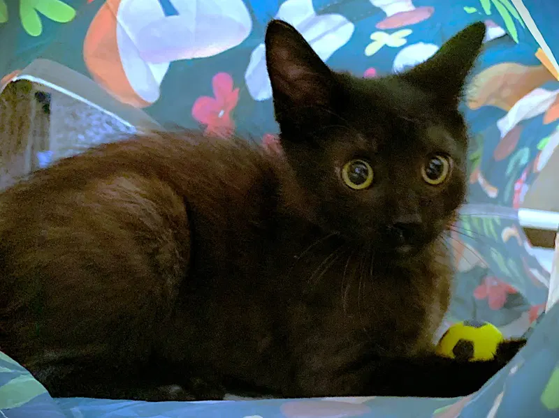 Kitten Atlas, photo 3