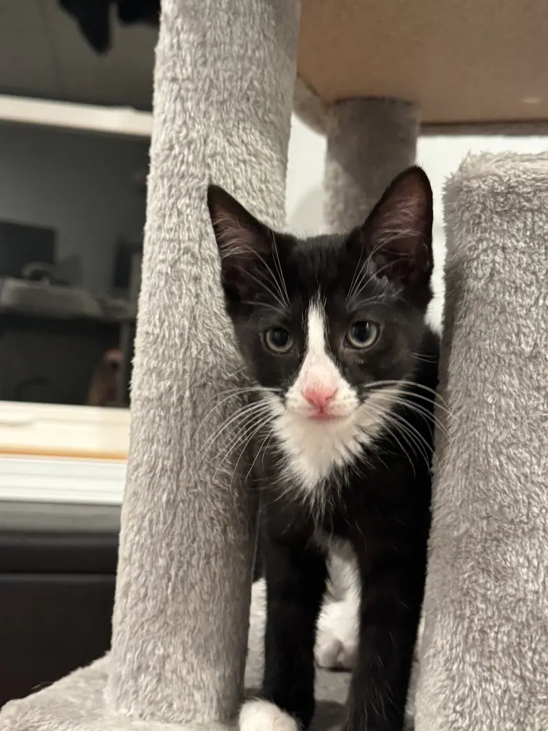 Luigi, a male Tuxedo kitten up for adoption