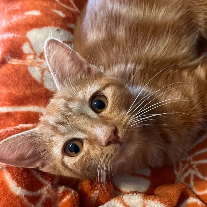 Lucien, a female kitten up for adoption