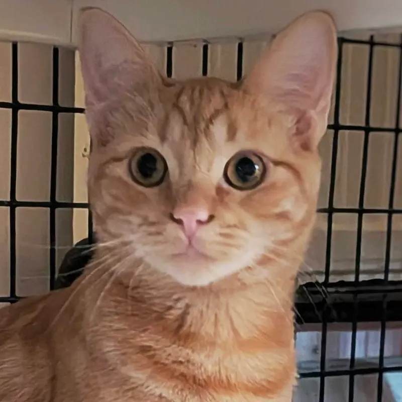 Satsuma, a young male cat up for adoption