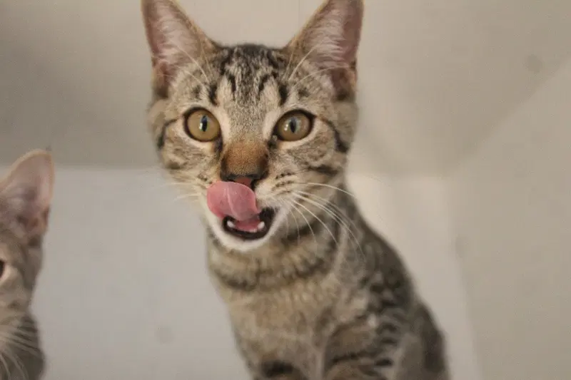 Cheech, a young male cat up for adoption