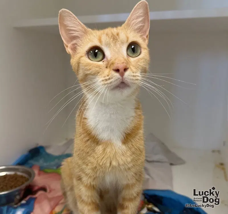 Starlight, a young female cat up for adoption