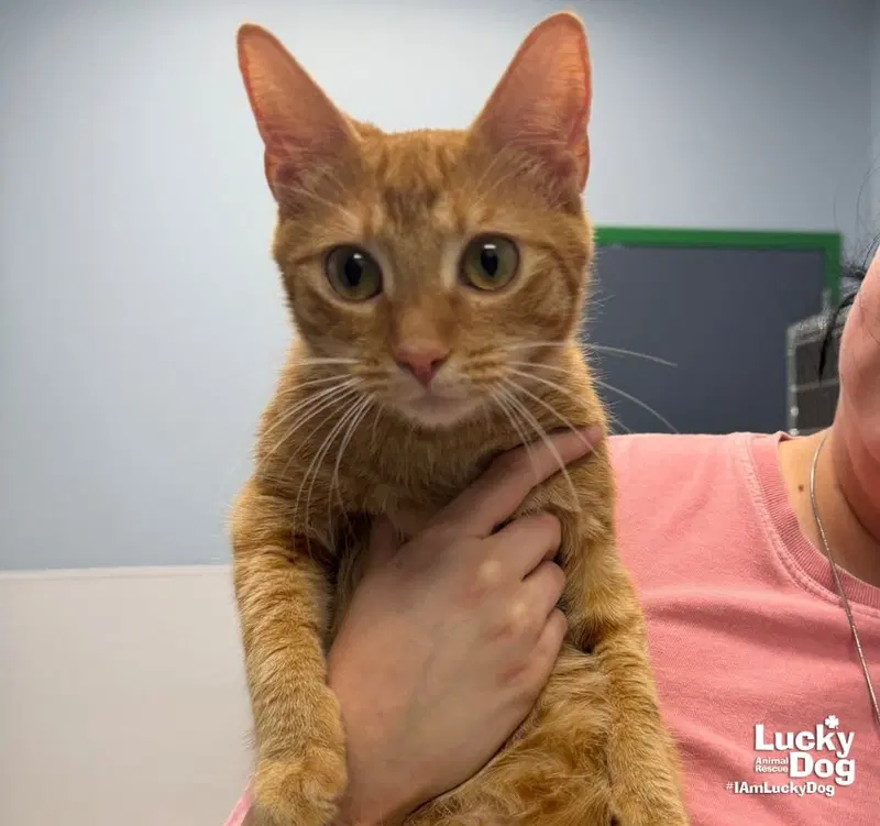 Swan, an adult female cat up for adoption