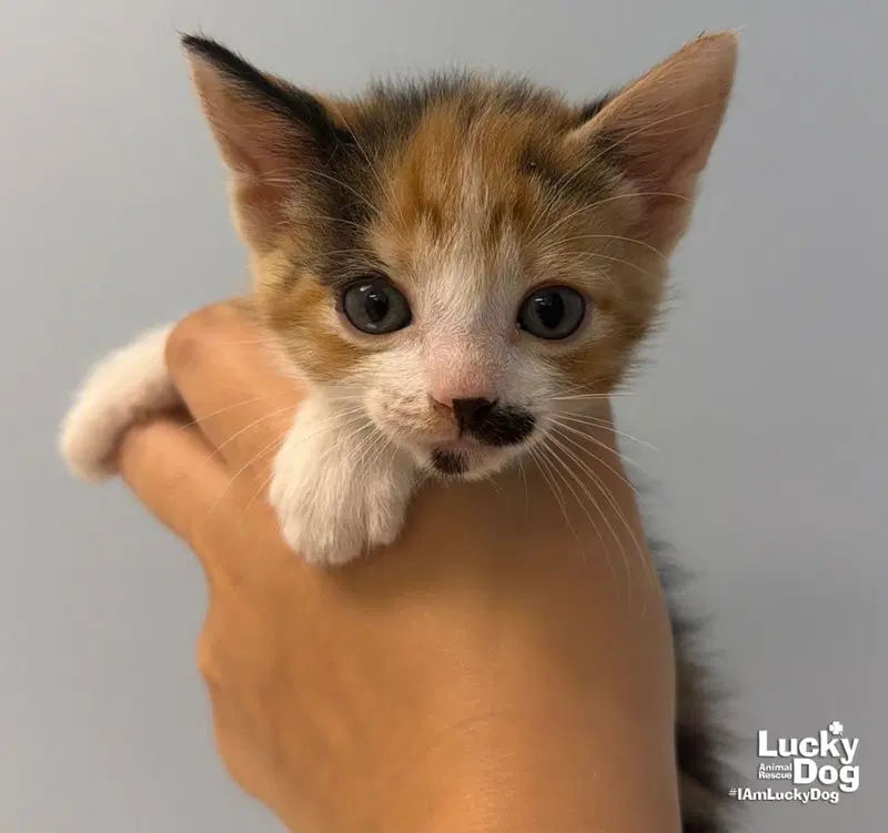 Sage, a female kitten up for adoption