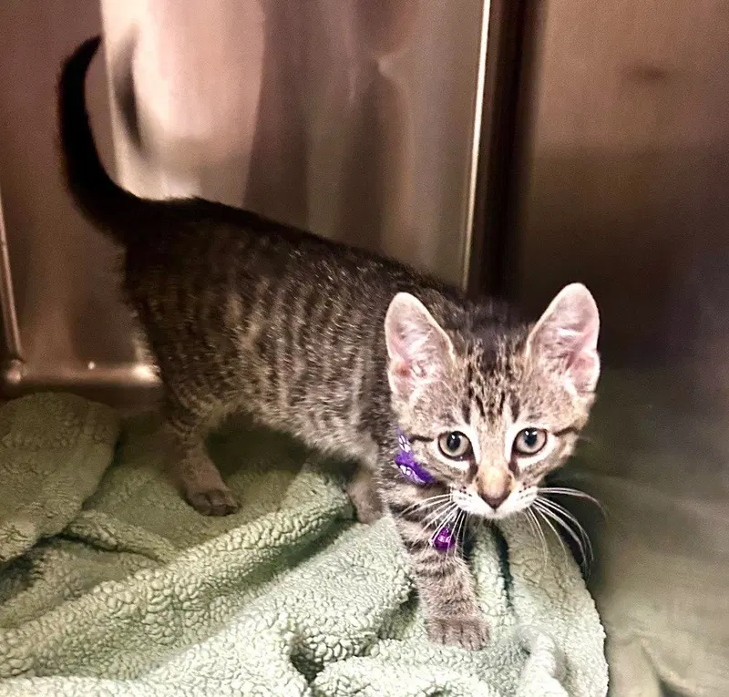 Condiment Kitties, a female kitten up for adoption