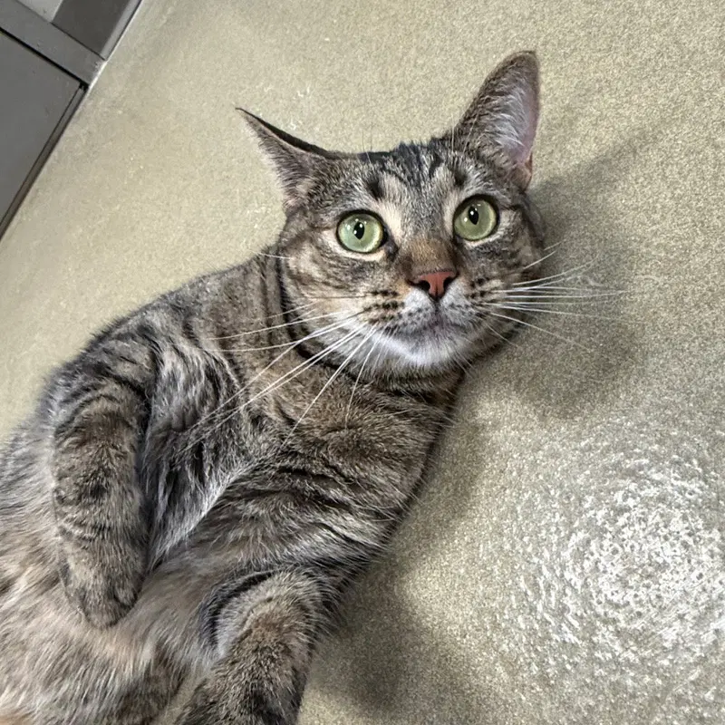 Mazel, an adult female cat up for adoption