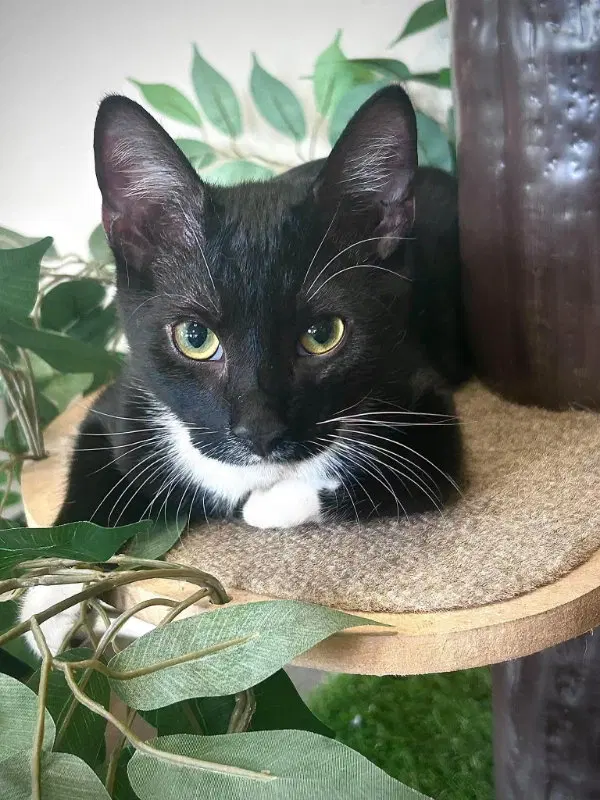 Armani, a male kitten up for adoption