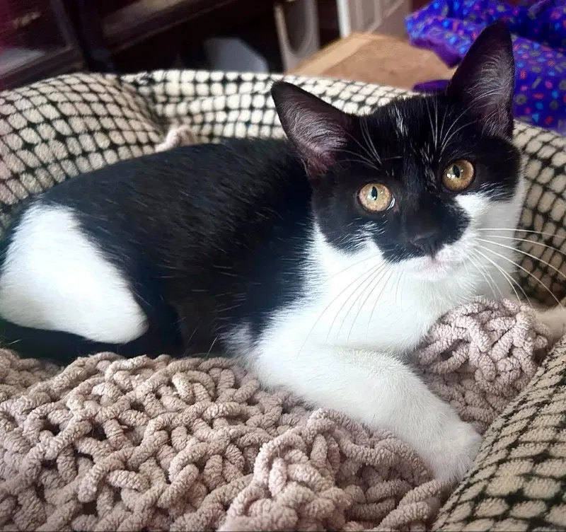 Penny, a female kitten up for adoption