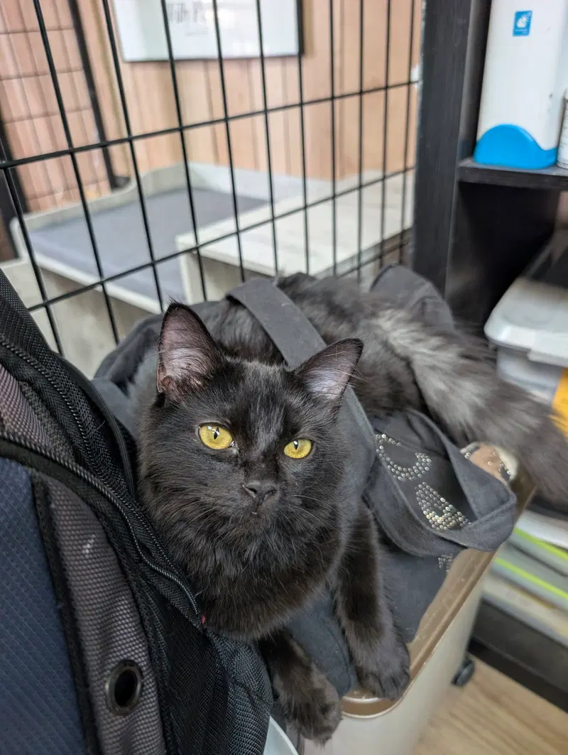 Samba 4.27.26, a young female cat up for adoption