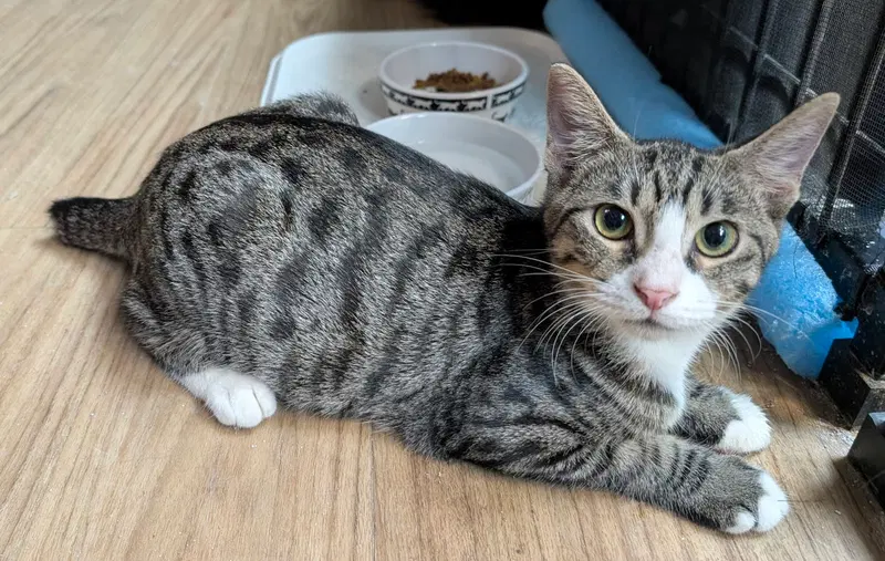 Rumba 4.27.26, a young female cat up for adoption