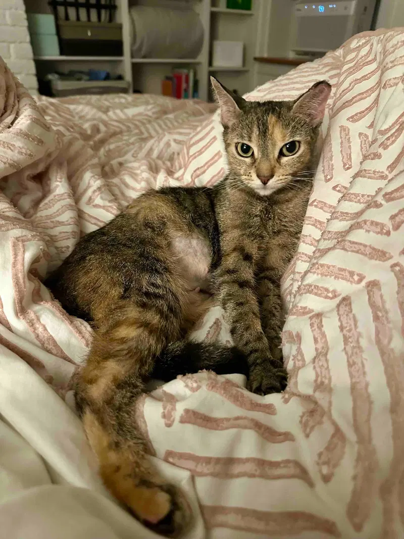 Crispy, a young female American Shorthair cat up for adoption