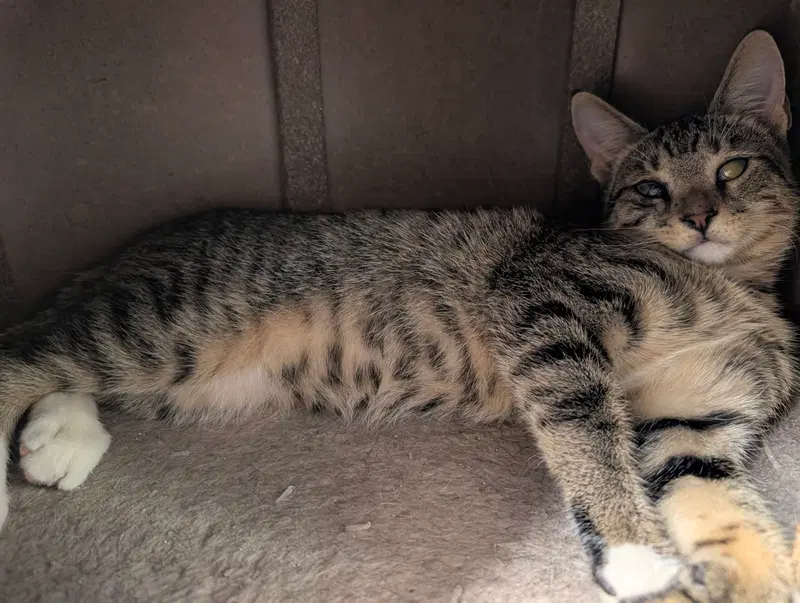 Magoo 6.9.26, a young male cat up for adoption