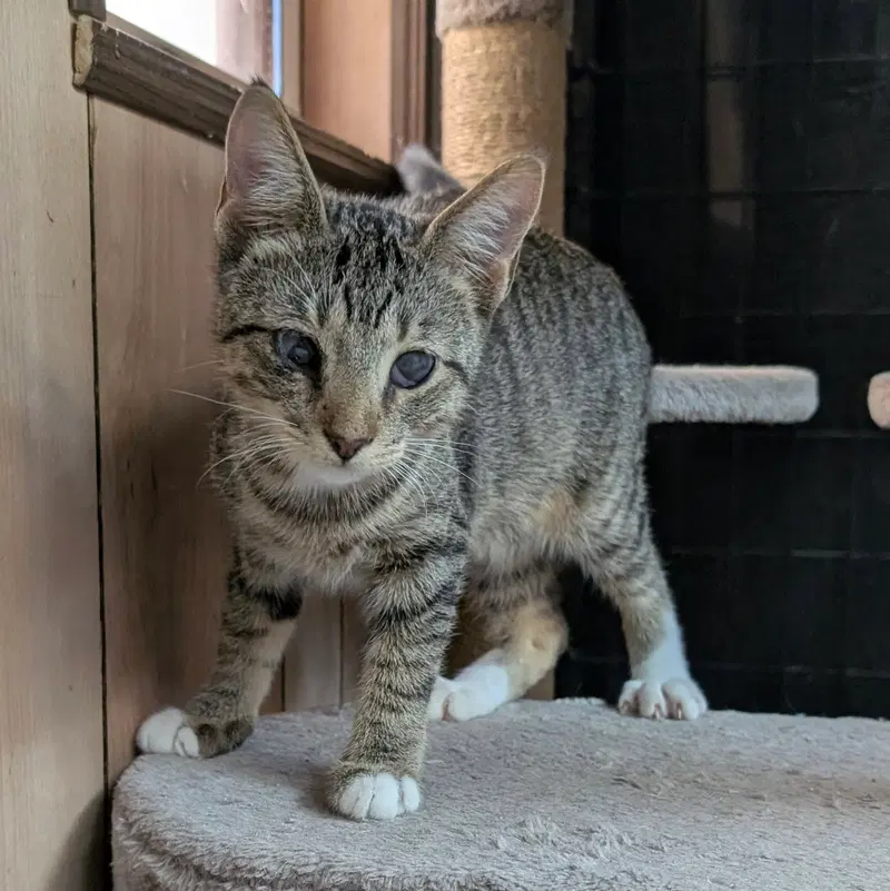 Magoo 6.9.26, photo 2
