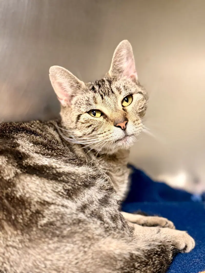 Sienna, an adult female cat up for adoption