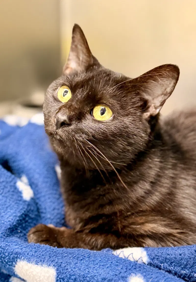 Nessa, a senior female cat up for adoption