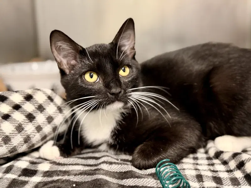 Candy, a female kitten up for adoption
