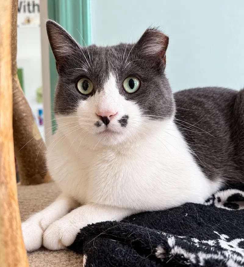 Stromboli, an adult male cat up for adoption