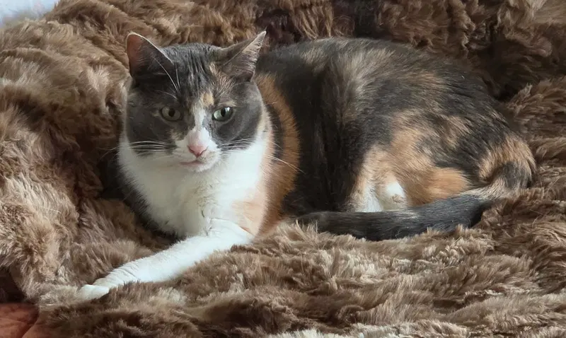 Ladybug Jane, a senior female Dilute Calico cat up for adoption